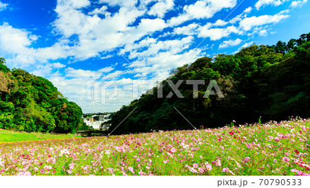 湘南三浦半島の花の名所神奈川県横須賀市久里浜花の国の秋(コスモス・秋桜) 湘南三浦半島の花の名所神奈川県横須賀市久里浜花の国の秋(コスモス・秋桜) 70790533