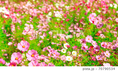 湘南三浦半島の花の名所神奈川県横須賀市久里浜花の国の秋（コスモス・秋桜） 70790534