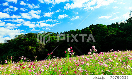 湘南三浦半島の花の名所神奈川県横須賀市久里浜花の国の秋（コスモス・秋桜） 70790535