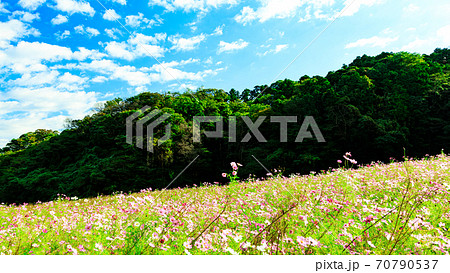 湘南三浦半島の花の名所神奈川県横須賀市久里浜花の国の秋（コスモス・秋桜） 70790537