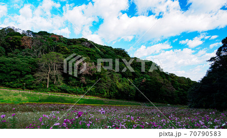湘南三浦半島の花の名所神奈川県横須賀市久里浜花の国の秋（コスモス・秋桜） 70790583