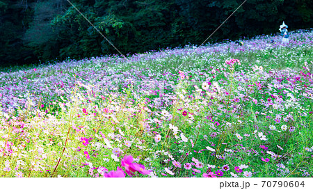 湘南三浦半島の花の名所神奈川県横須賀市久里浜花の国の秋（コスモス・秋桜） 70790604