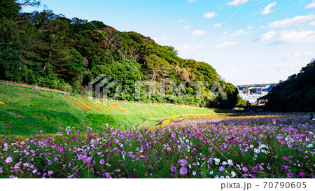 湘南三浦半島の花の名所神奈川県横須賀市久里浜花の国の秋（コスモス・秋桜） 70790605