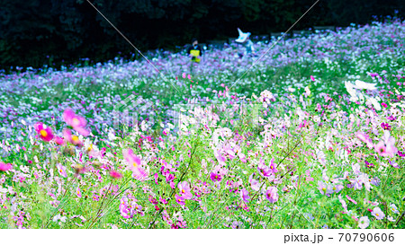 湘南三浦半島の花の名所神奈川県横須賀市久里浜花の国の秋(コスモス・秋桜) 湘南三浦半島の花の名所神奈川県横須賀市久里浜花の国の秋(コスモス・秋桜) 70790606