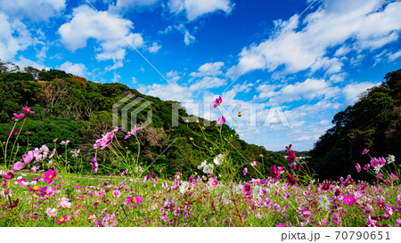 湘南三浦半島の花の名所神奈川県横須賀市久里浜花の国の秋(コスモス・秋桜) 湘南三浦半島の花の名所神奈川県横須賀市久里浜花の国の秋(コスモス・秋桜) 70790651