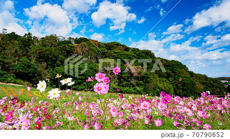 湘南三浦半島の花の名所神奈川県横須賀市久里浜花の国の秋（コスモス・秋桜） 70790652