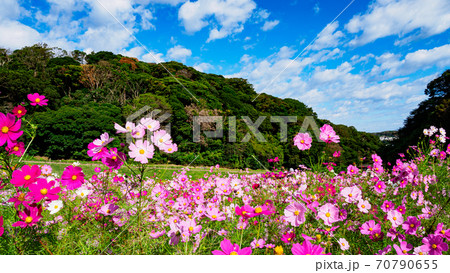 湘南三浦半島の花の名所神奈川県横須賀市久里浜花の国の秋（コスモス・秋桜） 70790655
