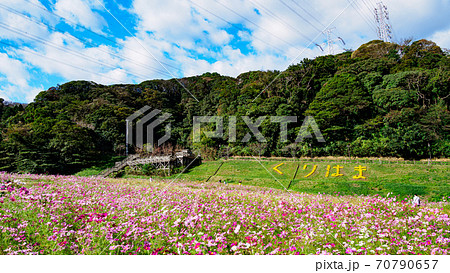 湘南三浦半島の花の名所神奈川県横須賀市久里浜花の国の秋(コスモス・秋桜) 湘南三浦半島の花の名所神奈川県横須賀市久里浜花の国の秋(コスモス・秋桜) 70790657
