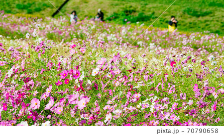 湘南三浦半島の花の名所神奈川県横須賀市久里浜花の国の秋(コスモス・秋桜) 湘南三浦半島の花の名所神奈川県横須賀市久里浜花の国の秋(コスモス・秋桜) 70790658