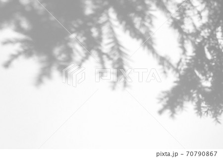 shadows of fir tree branches on a white wall shadows of fir tree branches on a white wall 70790867