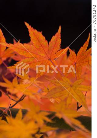 多聞院(埼玉県)の紅葉 多聞院(埼玉県)の紅葉 70791242