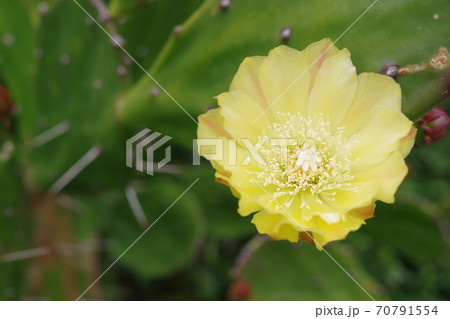 サボテンの黄色い花の横向きのアップ写真 70791554