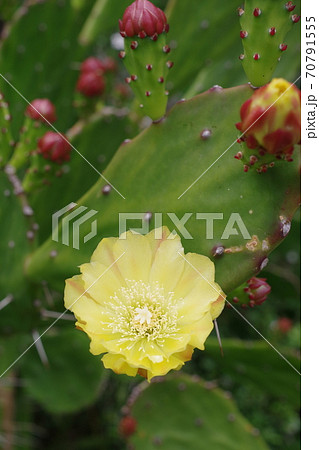 サボテンの黄色い花と蕾の縦向きの写真 サボテンの黄色い花と蕾の縦向きの写真 70791555