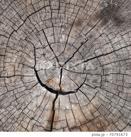 Old cracked wood Old cracked wood 70791673