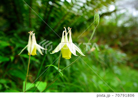 キバナノヤマオダマキ 70791806