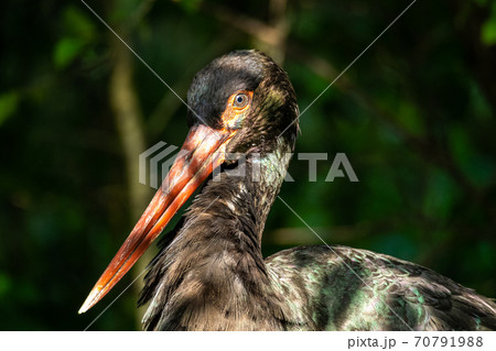 Black stork, Ciconia nigra in a german nature park 70791988