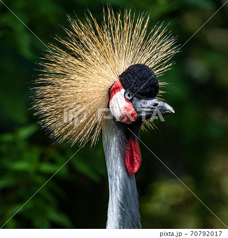 Black Crowned Crane, Balearica pavonina in a park 70792017