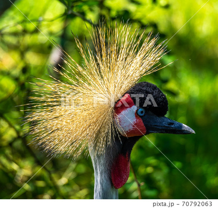 Black Crowned Crane, Balearica pavonina in a park Black Crowned Crane, Balearica pavonina in a park 70792063