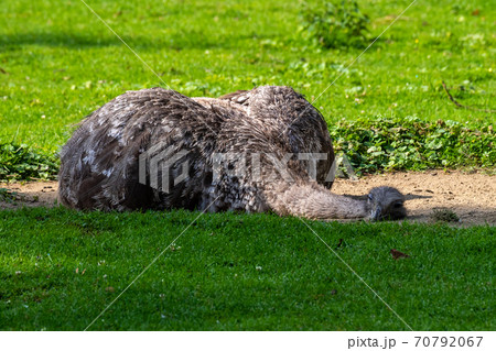 Darwin's rhea, Rhea pennata also known as the lesser rhea. 70792067