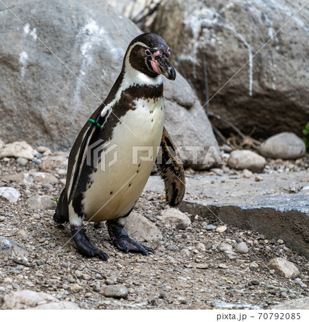 Humboldt Penguin, Spheniscus humboldti in a park Humboldt Penguin, Spheniscus humboldti in a park 70792085