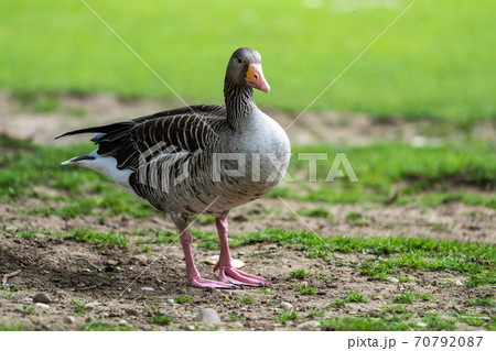 The greylag goose, Anser anser is a species of large goose The greylag goose, Anser anser is a species of large goose 70792087