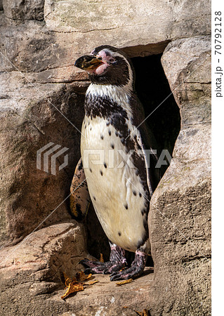 Humboldt Penguin, Spheniscus humboldti in the zoo Humboldt Penguin, Spheniscus humboldti in the zoo 70792128