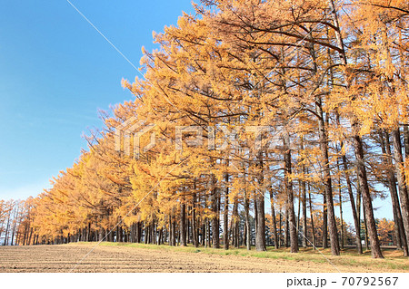 カラマツ並木の紅葉の写真素材