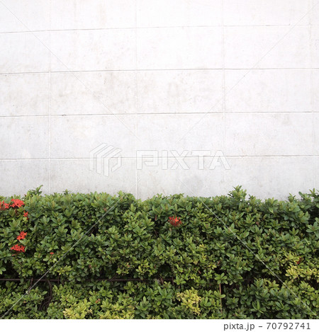 green tree beside street in front of a building 70792741