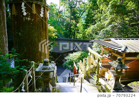 由岐神社　拝殿　御神木大杉 70793224