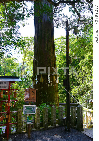 由岐神社 御神木大杉 大杉さん 由岐神社 御神木大杉 大杉さん 70793227