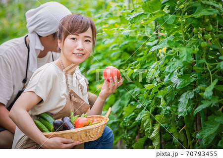 トマトを栽培する男女 70793455