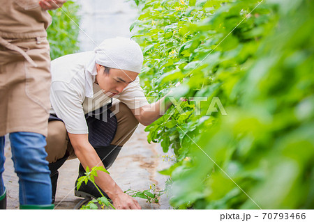 トマトを栽培する男女 トマトを栽培する男女 70793466