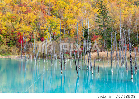 北海度　美瑛町の秋の風景　青い池の紅葉 70793908