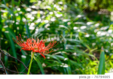 彼岸花 彼岸花 70794005