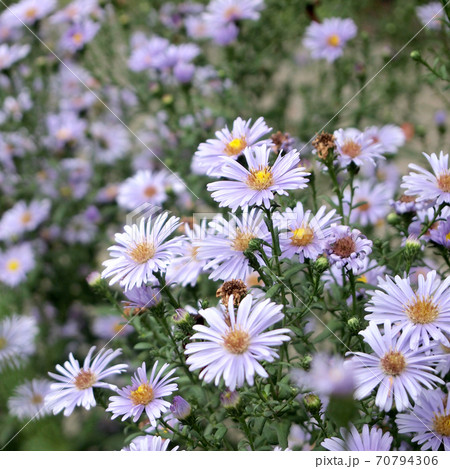 flowers in the meadow flowers in the meadow 70794306