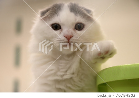 お手をする猫 お手をする猫 70794502
