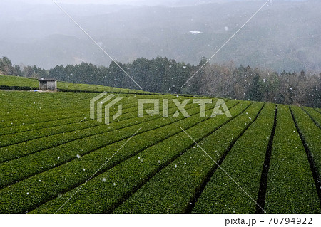 雪降る茶畑(奈良県山辺郡山添村) 雪降る茶畑(奈良県山辺郡山添村) 70794922