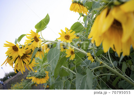多頭のヒマワリ スプレー咲き向日葵 ひまわり畑 ヒマワリ 向日葵 ひまわり 花 夏 秋 咲くの写真素材