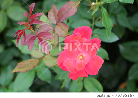 一重咲きのバラの花 ヴェスヴィアスの写真素材