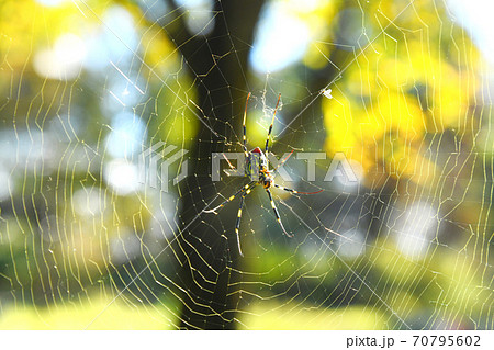 女郎蜘蛛と紅葉の写真素材