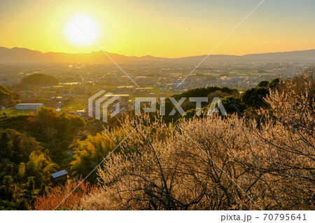 梅と奈良盆地の夕景（奈良県桜井市） 70795641