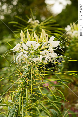 植物：クレオメ　フウチョウソウ科 70795697