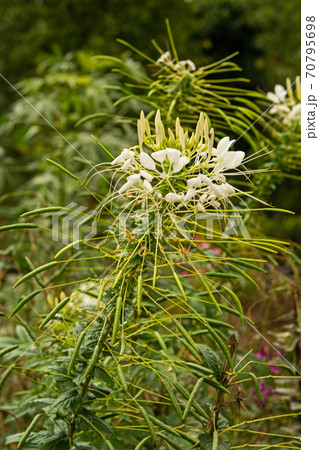 植物：クレオメ　フウチョウソウ科 70795698