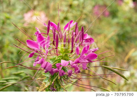 植物:クレオメ フウチョウソウ科 植物:クレオメ フウチョウソウ科 70795700