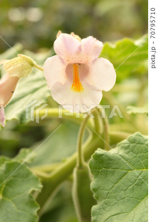 植物：ツノゴマ　ツノゴマ科 70795710