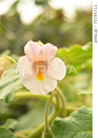 植物：ツノゴマ　ツノゴマ科 70795711