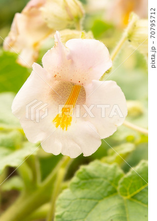植物:ツノゴマ ツノゴマ科 植物:ツノゴマ ツノゴマ科 70795712