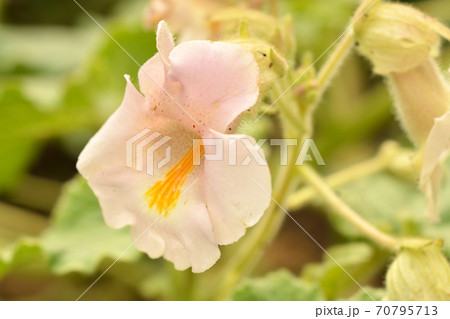 植物：ツノゴマ　ツノゴマ科 70795713