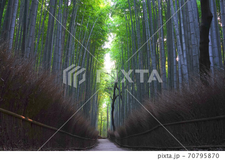 竹林の小径 嵐山 京都市 京都府の写真素材