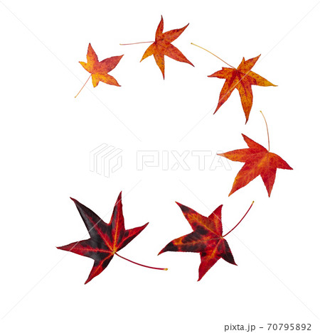 Flying autumn leaves isolated on white. Flying autumn leaves isolated on white. 70795892